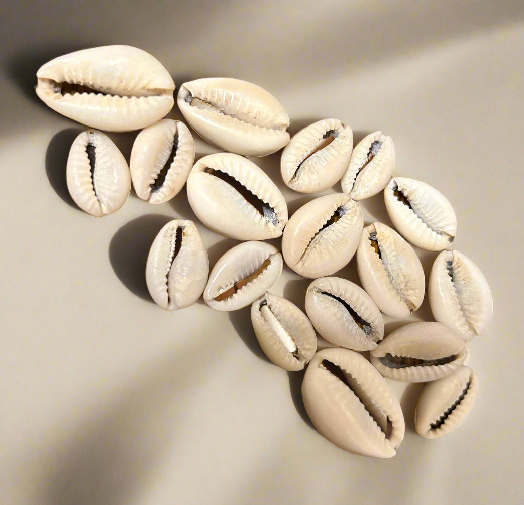 Hair Cowries ~ 10